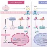 PNAS | 动物所邹振发现蚊子蜕皮激素诱导基因E93在基因组和胰岛素介导下对代谢稳态的控制
