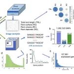 Plant Cell | 西北农林科技大学王晓明副教授揭示Rht-D1b增大苗期根系及其分子机制