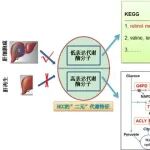 Int J Biol Macromol | 中国科学院杨武林团队发现肝细胞癌治疗新靶点：代谢酶与维生素A衍生物联手或成抗癌新策略