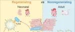 Cell Stem Cell | 中科院曾安团队合作揭示幼年心脏再生关键细胞，为重启成年心脏再生提供全新靶点