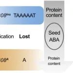 PNAS | 中科院华南植物园侯兴亮团队发现从野生大豆中找回的“宝藏基因”：有望解决大豆“高产量，低蛋白”难题