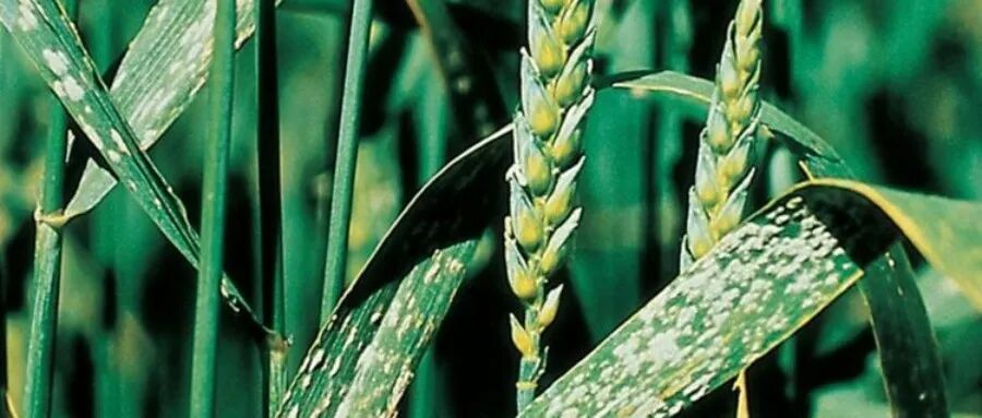 南京农业大学本硕、江苏大学博士毕业，副教授以第一和通讯作者再发Nature Communications，破解小麦“顽疾”