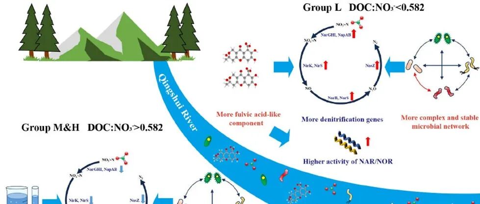 EEH|【分秒学术人：环境生物】ES&T论文推介：河流溶解有机质组成调节硝酸盐微生物转化—低碳氮比下强化反硝化