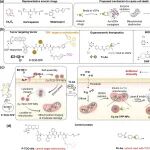 JACS：预靶向线粒体递送有机砷用于癌症免疫治疗