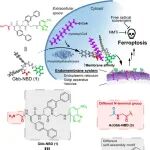 JACS：胞内肽N-豆蔻酰化可诱导无获得性耐药的癌细胞铁死亡