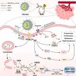 Nat. Commun：新一代抗CTLA-4前体抗体可降低毒性和增强抗肿瘤免疫