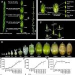 连发两篇！中科院遗传与发育所鲁非研究团队 Plant Cell、Plant J.发表论文，在小麦穗器官发育、粒重方面取得新进展