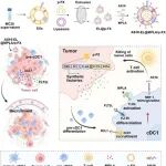 Adv Sci |  郑州大学陈真真等通过对肿瘤细胞原位工程化改造：cDC1可持续性编程工厂用于高效癌症免疫治疗