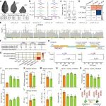 山西农业大学孙朝霞课题组河南大学张学斌课题组Plant communications论文解析果胶代谢影响苦荞果壳厚度的机制