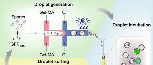 江南大学《ACS Sensors》：基于核壳液滴的丝状真菌微流控筛选系统