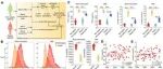 Adv Sci | 南华大学吴旭等发现II型肺泡上皮细胞通过外泌体lncRNA Rmrp释放促进脓毒症诱导的肺泡巨噬细胞免疫抑制