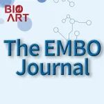 EMBO J | 王玮课题组揭示心脏早期发育关键调控机制