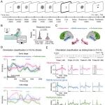PNAS | 华南师范大学翁旭初/王本驰等合作发现自动性加快了从人类海马体中检索实例的速度