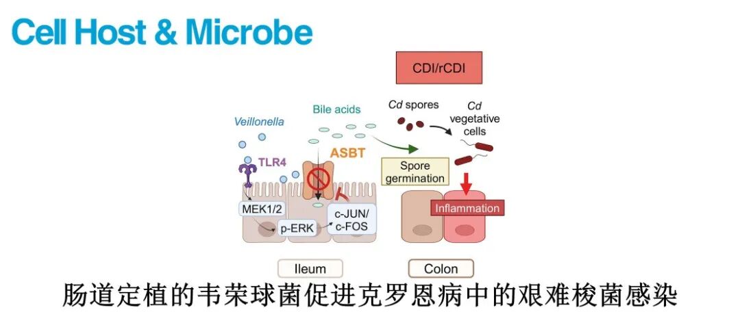 Cell Host & Microbe | 肠道定植的韦荣球菌促进克罗恩病中的艰难梭菌感染
