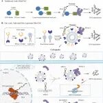 JACS：通过LipoSM-RiboTAC纳米颗粒实现靶向RNA降解以用于癌症治疗