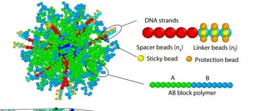 南京大学汪蓉教授课题组 | 基于DNA编程组装的胶体分子可控设计