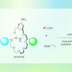 【Angew. Chem.】上科大杨晓瑜课题组：不对称Povarov反应去对称化合成机械平面手性轮烷