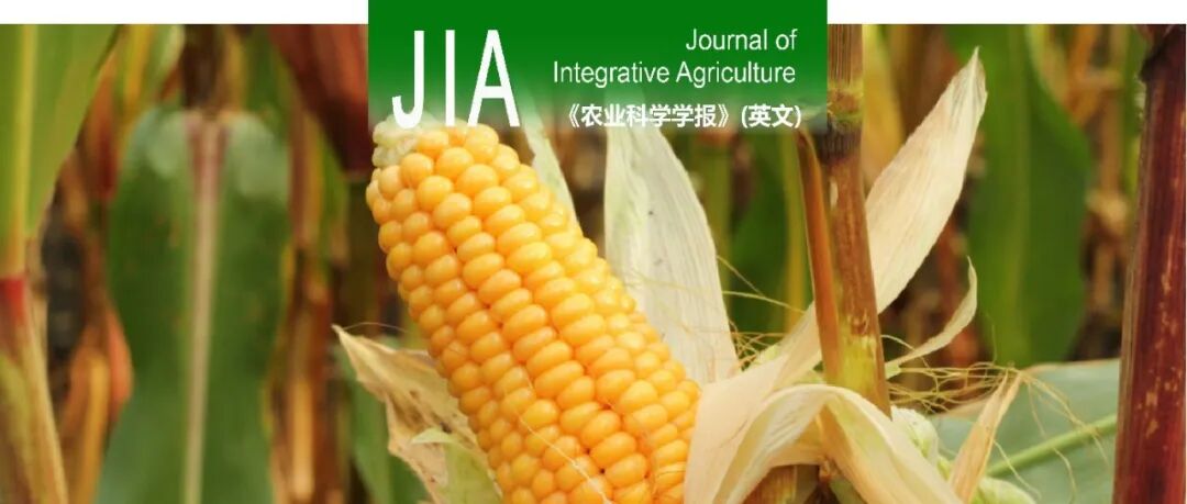 JIA | 中国农科院作科所李从锋课题组探究长期过量施氮通过抑制根系生理特性降低春玉米氮素利用效率
