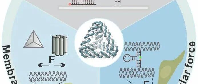 上海交通大学沈建磊团队综述：DNA分子探针实现细胞膜力学分析的研究进展