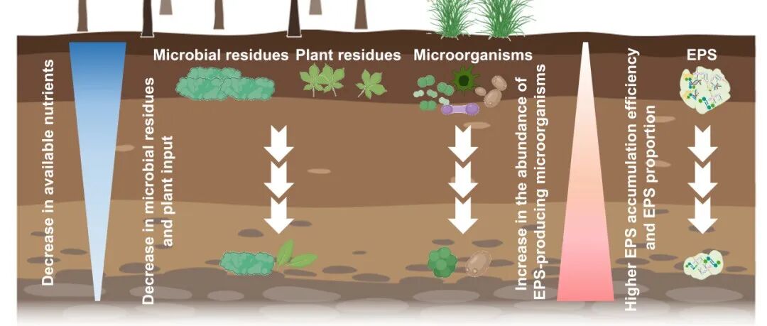 【他山之石】微生物胞外聚合物的增加是深层土壤有机碳积累的关键因素