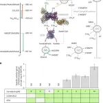 Nat. Chem. Biol. | 通过钨催化剂实现一氧化碳驱动的生物乙醇生产