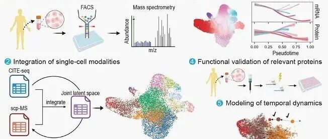 Science | 利用单细胞蛋白质组学和转录组学绘制早期人类血细胞分化图谱