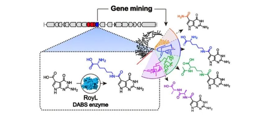 阅读 JACS丨脱氮嘌呤类天然产物的生物合成与基因组挖掘