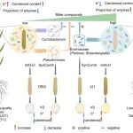 张福锁院士团队宋春旭课题组与山西农业大学李萍课题组合作在《Microbiome》发文揭示谷子叶际微生物组影响品质机制