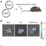 PNAS | 郝沛和李轩课题组合作开发新型RNA碱基编辑器AMBER