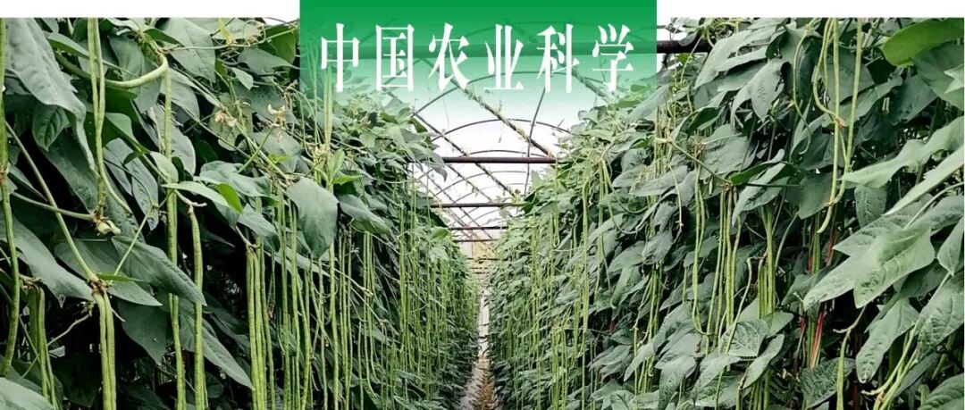 中国农业科学 | 专题：豇豆“两虫一病”绿色防控研究与实践创新