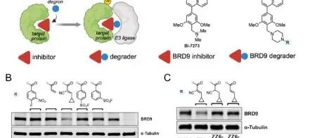 JACS|BRD9 分子胶降解剂实现滑膜肉瘤精准治疗并规避心肌毒性