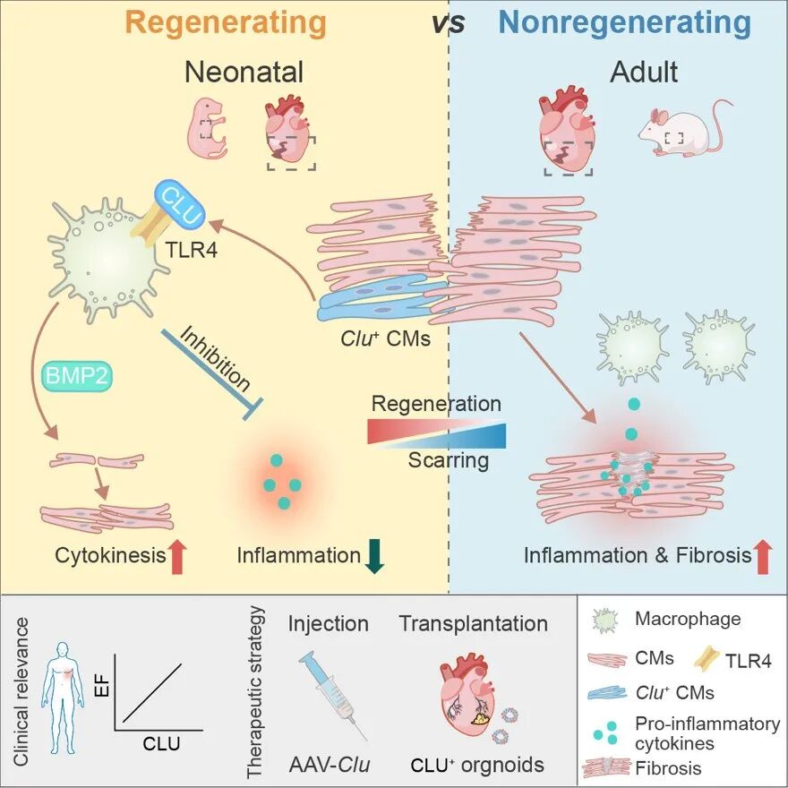 Cell Stem Cell | 中科院分子细胞科学卓越创新中心曾安组合作揭示哺乳动物幼年心脏再生关键细胞