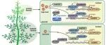 Plant Biotech J | 上海交大唐克轩-王玉亮团队揭示青蒿素合成时空调控与黄酮协同增效的双重机制
