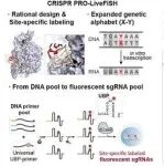 Nat Biotech | 中国科学院生物物理研究所方显杨研究组与合作者共同开发了一种新型活细胞DNA成像技术