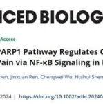 Advanced Biology∣从代谢到炎症：NAD+驱动疼痛发生的分子机制