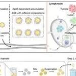 Adv Sci | 清华大学蒯锐团队通过定制化固体自乳化纳米疫苗，可实现树突状细胞和 T 细胞的双重调节以增强抗肿瘤免疫