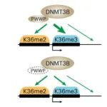 清华大学颉伟等团队合作最新NCB
