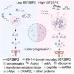 Cell Reports | 南京医科大学徐娟/贾雪梅发现IGF2BP2促进卵巢癌恶性进展的机理