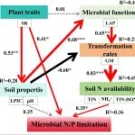 成都生物所尹春英团队《Global Biogeochemical Cycles》最新研究成果！植被演替序列微生物氮代谢方面
