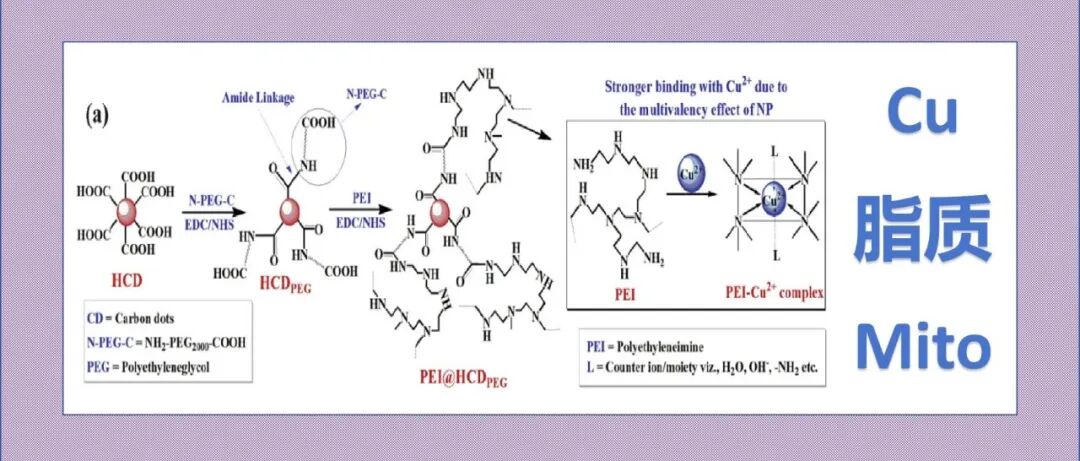 文献分享|纳米级氧化还原铜的隔离作用调节溶菌酶聚集，维持脂质稳态，从而减轻线粒体健康