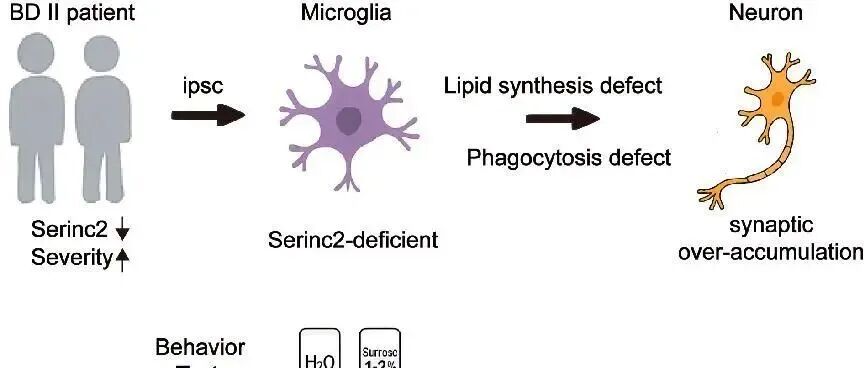 PNAS | 清华大学生命学院姚骏课题组揭示小胶质细胞参与双相抑郁行为发生的机制