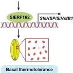 中国农业大学林涛团队揭示SllncERF162-SlERF162模块调控番茄花粉耐热性机制