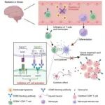 Cell Reports | 中山大学唐亚梅等团队发现单核细胞来源细胞通过增强CD8+T细胞应答，促进短暂性损伤诱导的脑损伤