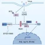 Cell Reports | 复旦大学严大鹏/洪晓武发现ID1通过对抗PRMT5介导的STING甲基化来增强抗病毒免疫力