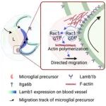 Cell Reports | 中国科学院李礼团队发现血管Lamb1通过Itga6-Rac1信号传导引导视网膜小胶质细胞前体的迁移