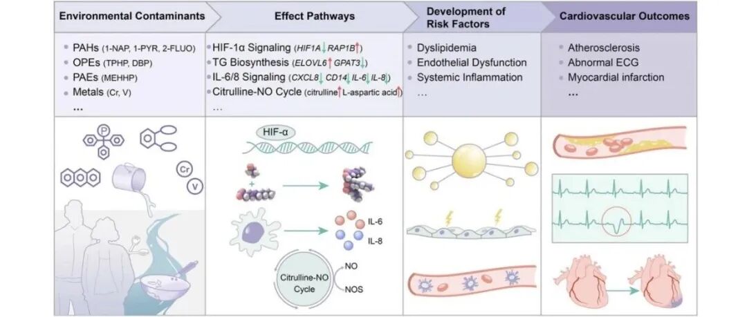全暴露组排序揭示与血脂异常相关的环境污染物 | Environ. Health Perspect.