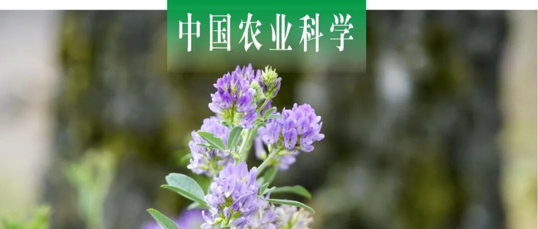中国农业科学 | 专题：苜蓿耐盐碱抗旱基因挖掘与育种