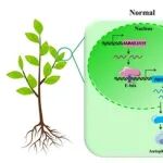 Plant Cell Environ | 西北农林科技大学马锋旺教授/龚小庆副教授课题组揭示自噬参与苹果叶片衰老调控的转录机制