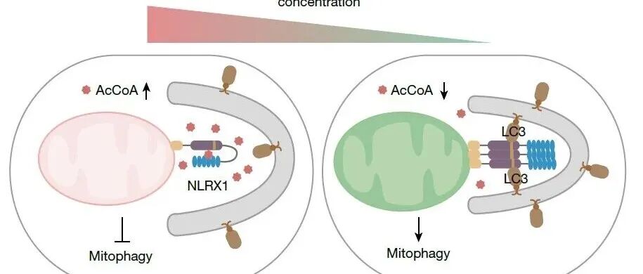 Nature | 复旦大学雷群英团队发现乙酰辅酶A作为信号分子调控线粒体自噬