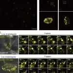 Nature Plants | 清华大学与首都师范大学合作揭示凝聚体调控气孔免疫的分子机制